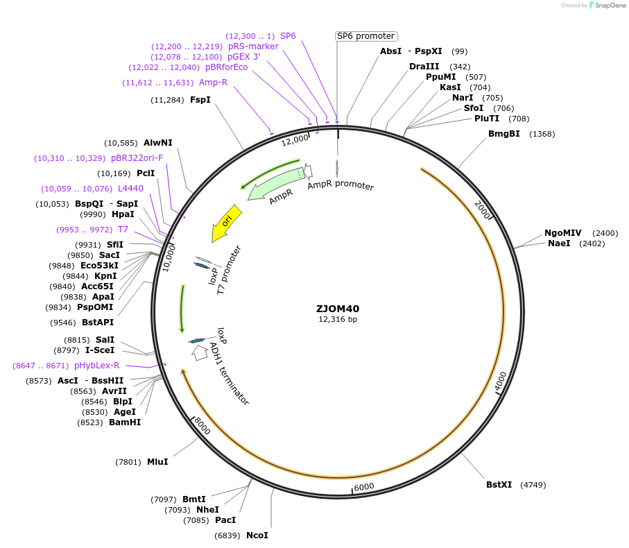 133650-plasmid-map-sequence-id-292148