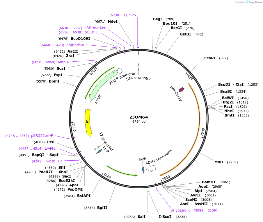 133655-plasmid-map-sequence-id-292149