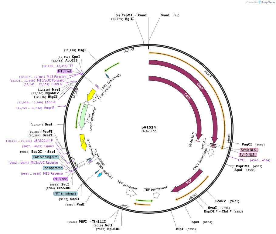 111431-plasmid-map-sequence-id-292191