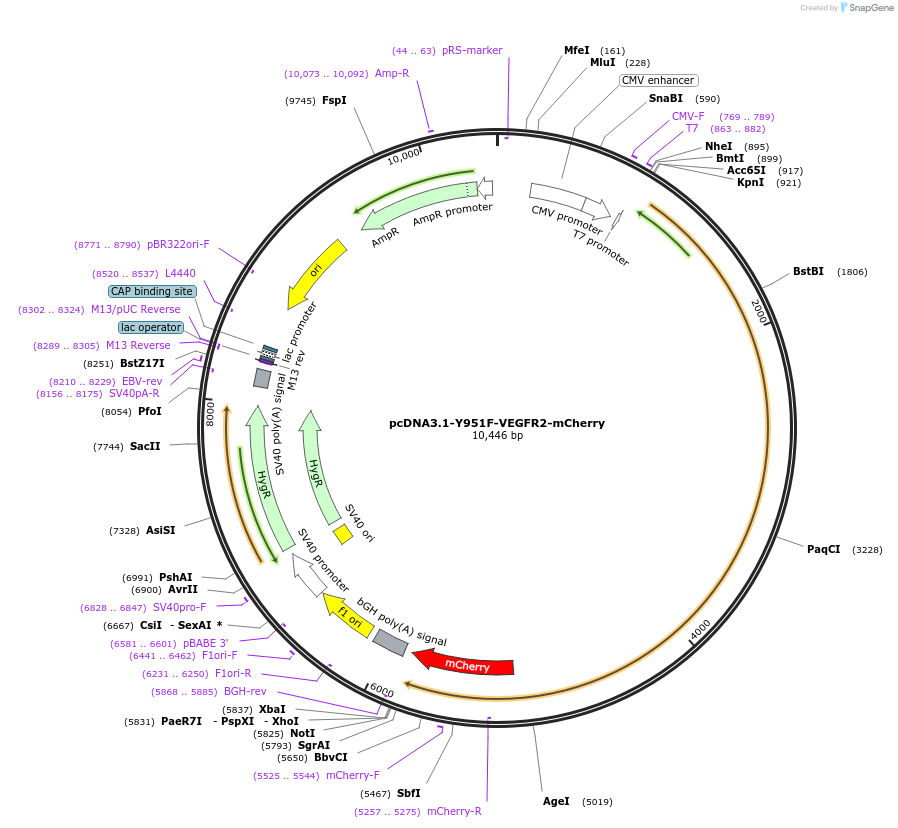 139607-plasmid-map-sequence-id-292192