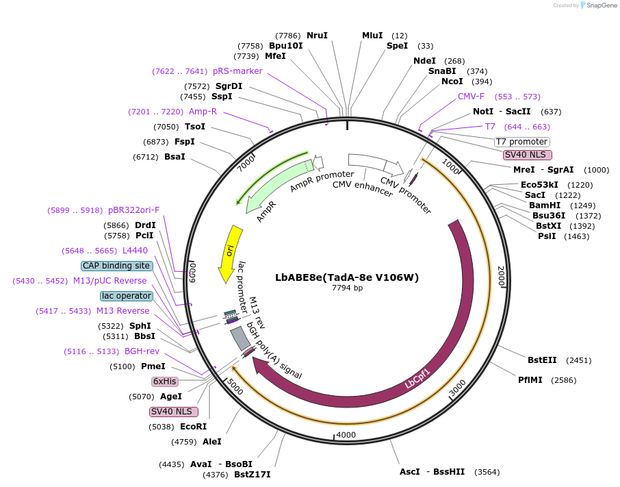 138508-plasmid-map-sequence-id-292194