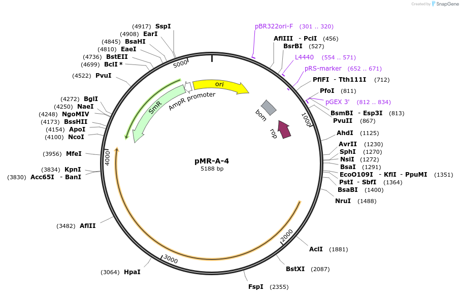 138518-plasmid-map-sequence-id-292198