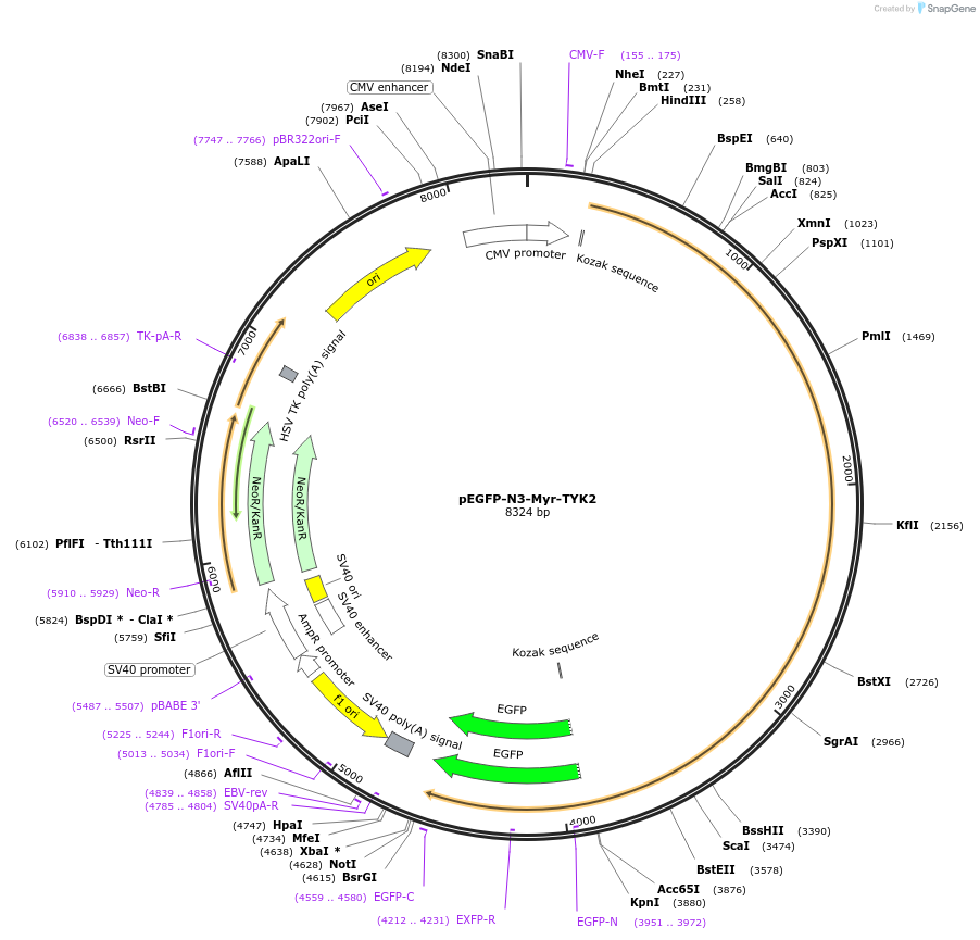 139355-plasmid-map-sequence-id-292214