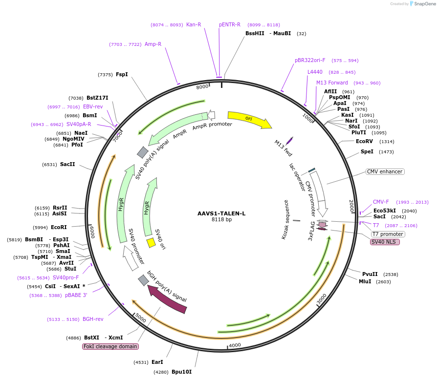 59025-plasmid-map-sequence-id-292230