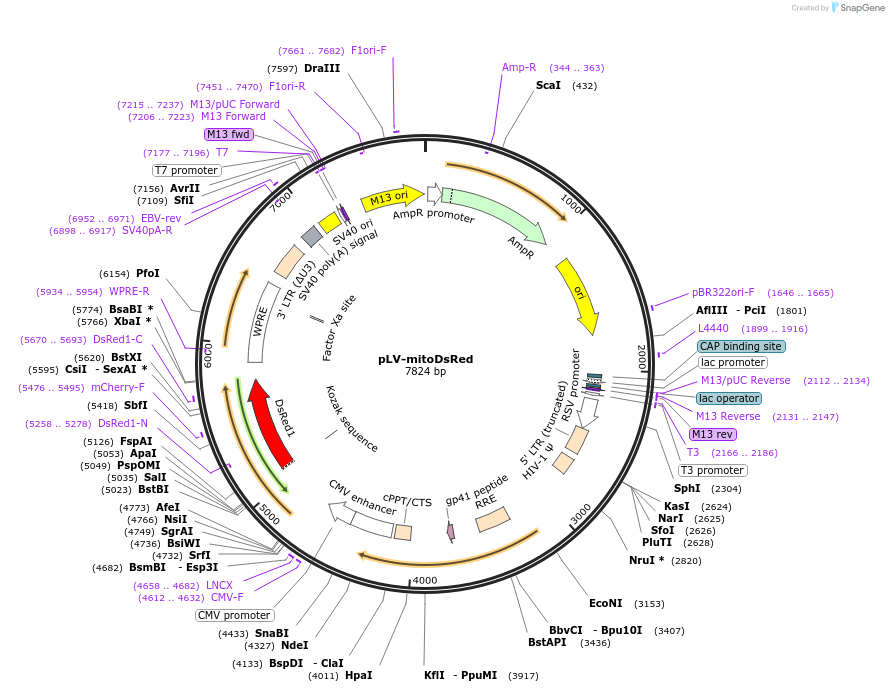 44386-plasmid-map-sequence-id-292239