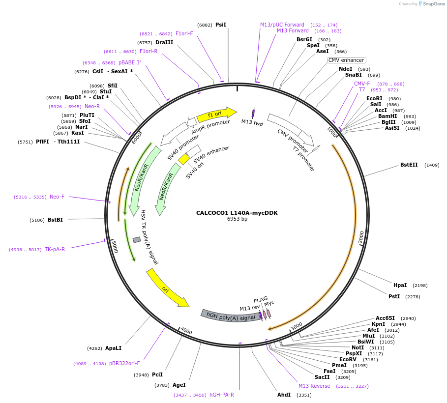 137767-plasmid-map-sequence-id-292247