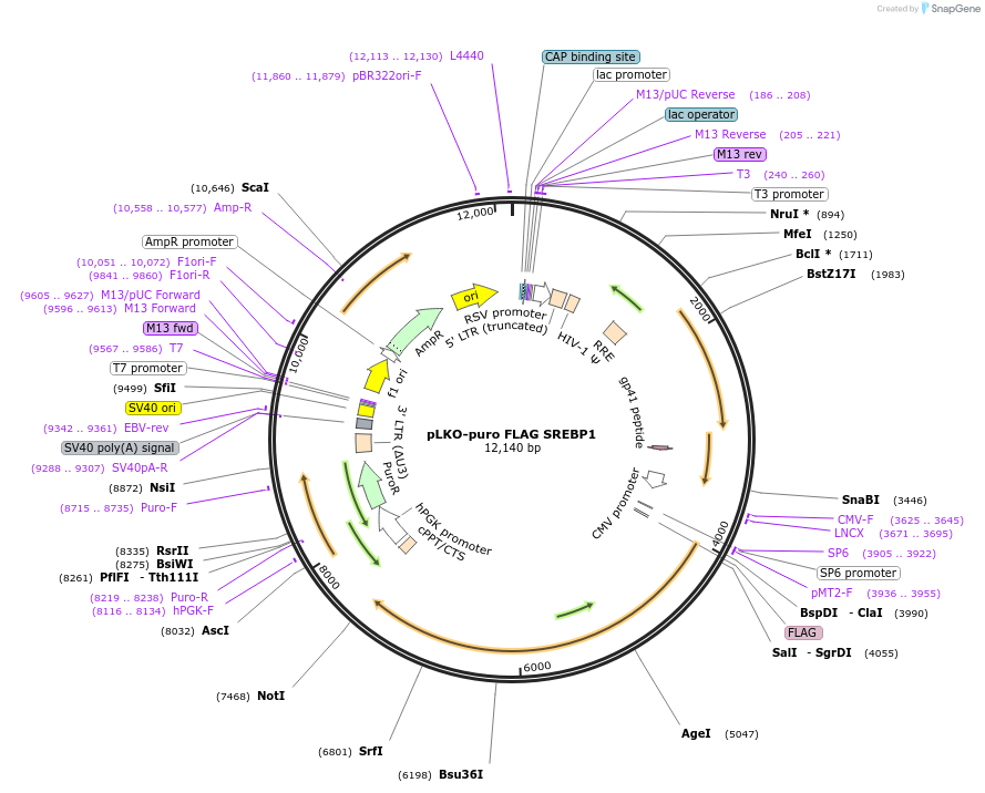 32017-plasmid-map-sequence-id-292248