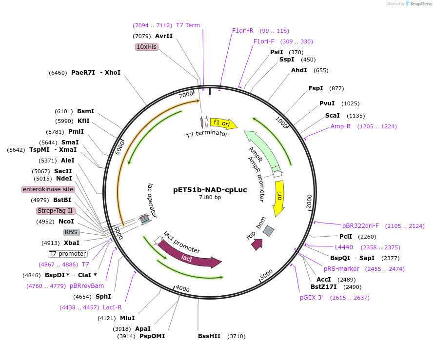135628-plasmid-map-sequence-id-292257