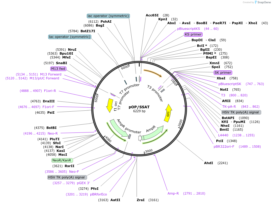 140291-plasmid-map-sequence-id-292260