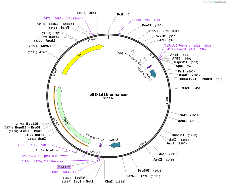 138365-plasmid-map-sequence-id-292290