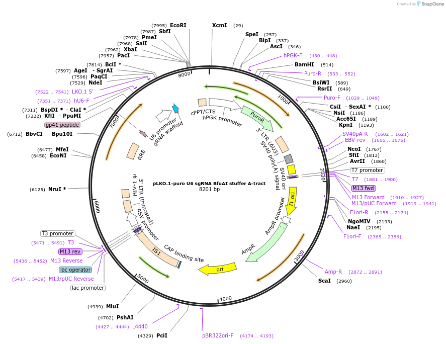 138525-plasmid-map-sequence-id-292292
