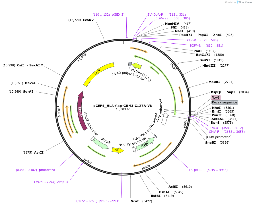 140449-plasmid-map-sequence-id-292293