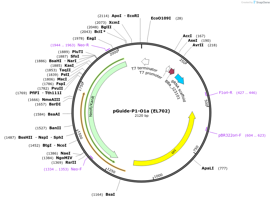 140040-plasmid-map-sequence-id-292294