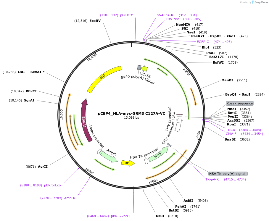140450-plasmid-map-sequence-id-292295