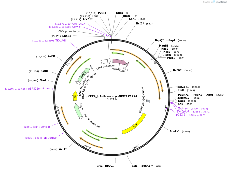 140458-plasmid-map-sequence-id-292298
