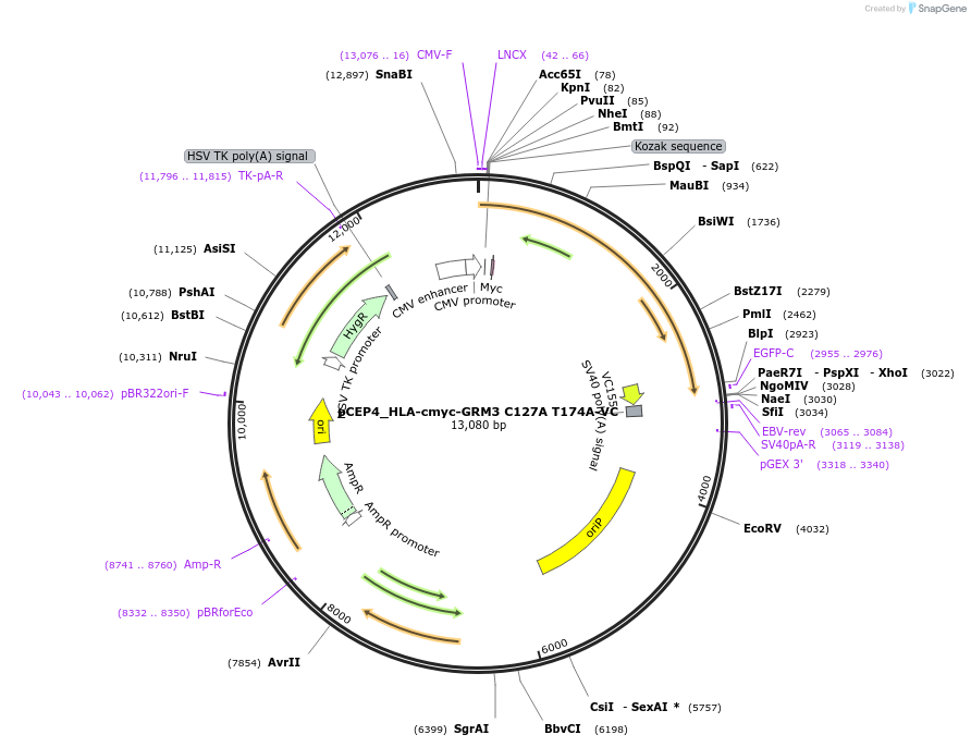 140457-plasmid-map-sequence-id-292299