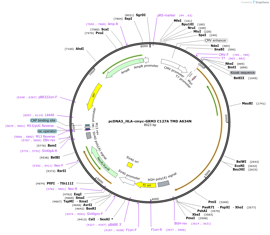 140456-plasmid-map-sequence-id-292300