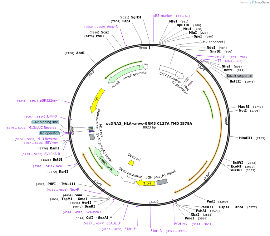 140452-plasmid-map-sequence-id-292301