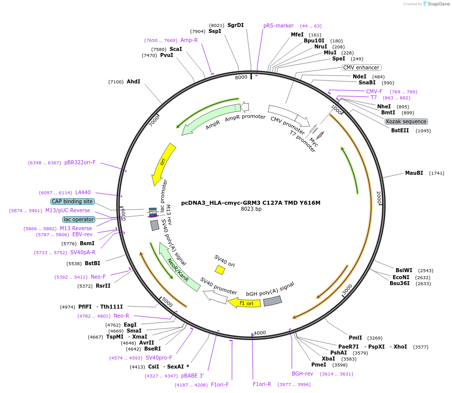 140454-plasmid-map-sequence-id-292302