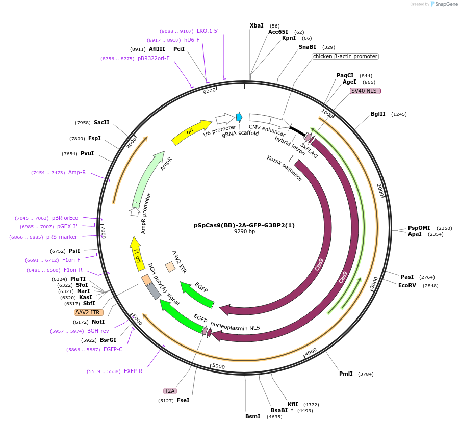 136060-plasmid-map-sequence-id-292309
