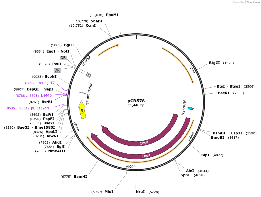 141095-plasmid-map-sequence-id-292312