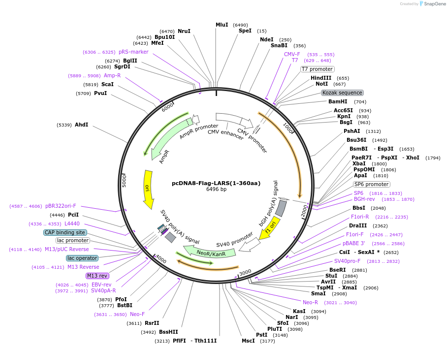 139668-plasmid-map-sequence-id-292315