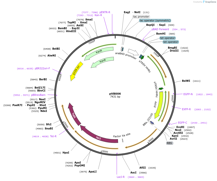 140327-plasmid-map-sequence-id-292316