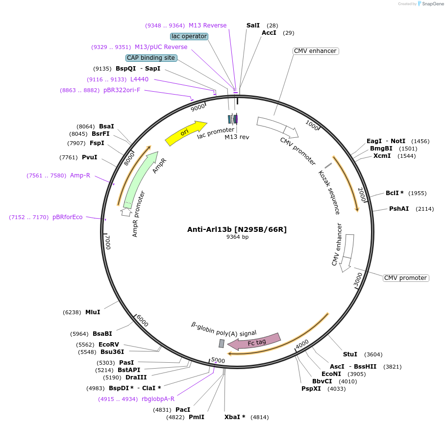 140076-plasmid-map-sequence-id-292321