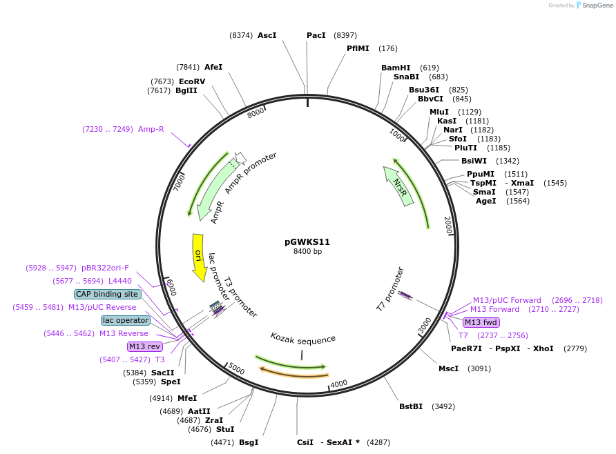 139418-plasmid-map-sequence-id-292449