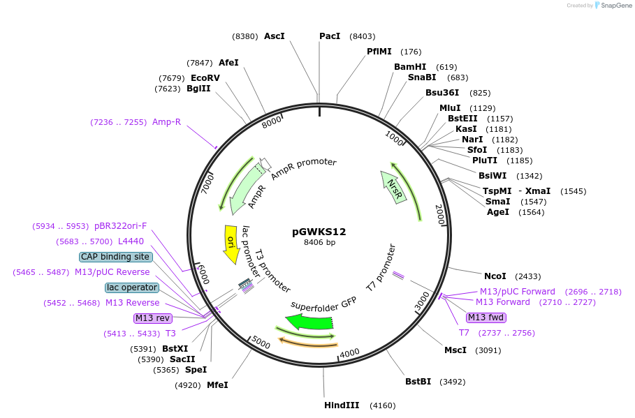 139419-plasmid-map-sequence-id-292451