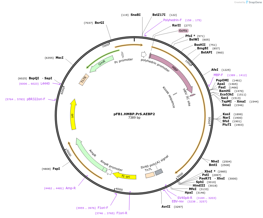 125165-plasmid-map-sequence-id-292456