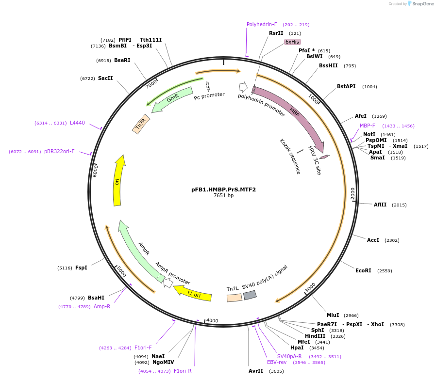 125169-plasmid-map-sequence-id-292458