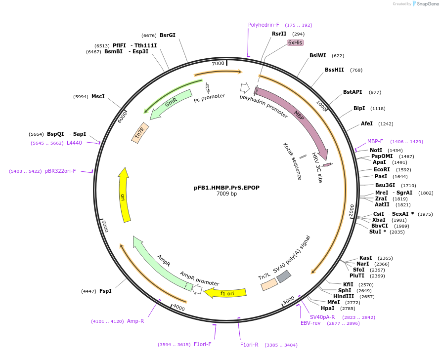 125170-plasmid-map-sequence-id-292459