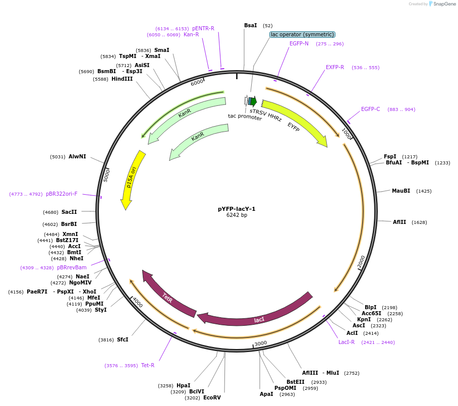 140138-plasmid-map-sequence-id-292465