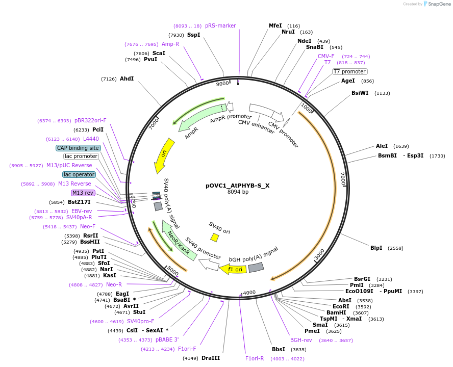 131183-plasmid-map-sequence-id-292466