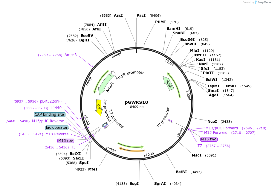 139417-plasmid-map-sequence-id-292469