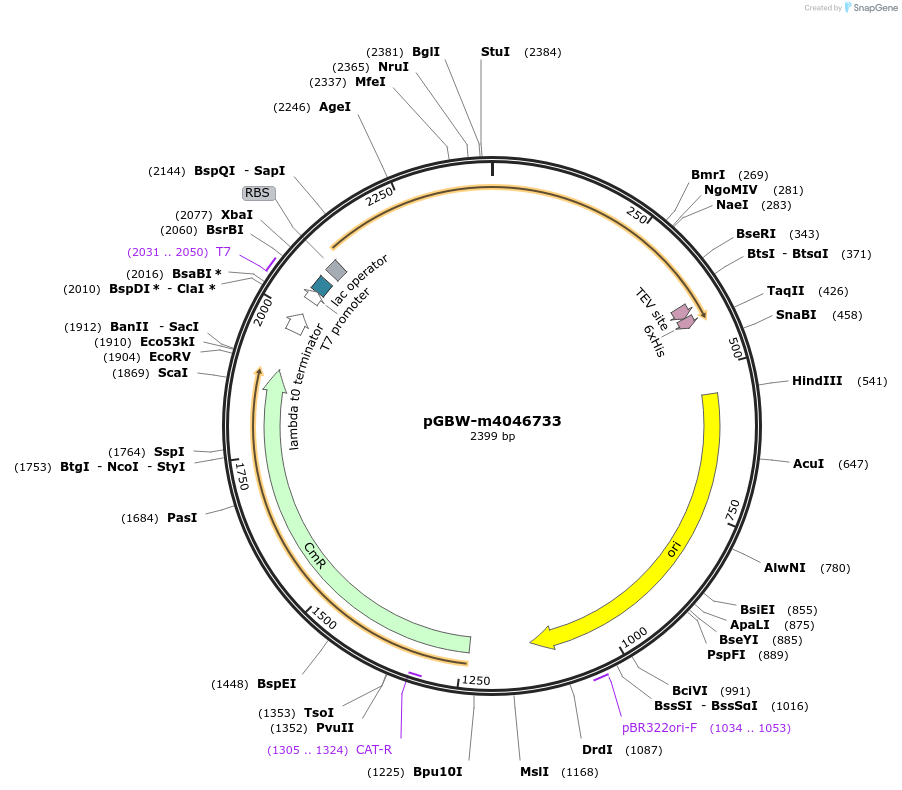 145665-plasmid-map-sequence-id-292478