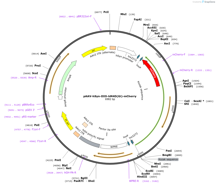 44362-plasmid-map-sequence-id-292479