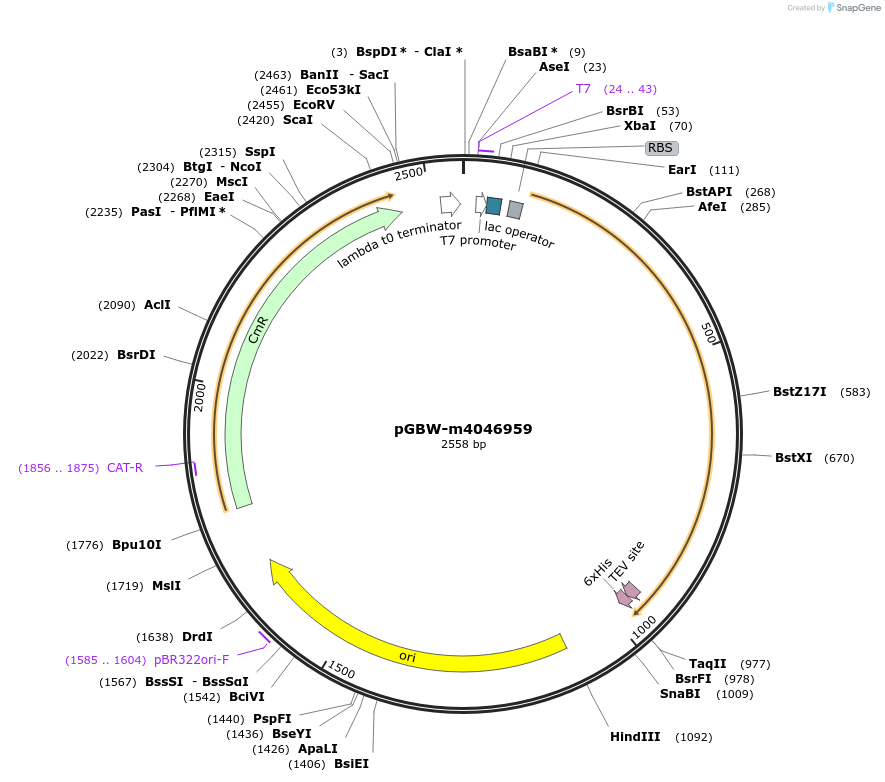 145722-plasmid-map-sequence-id-292485