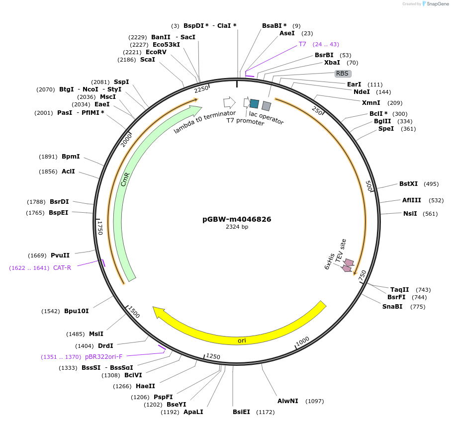145687-plasmid-map-sequence-id-292489
