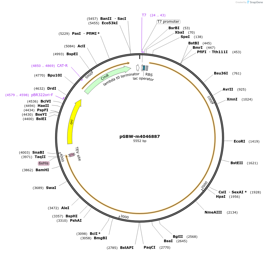 145730-plasmid-map-sequence-id-292497