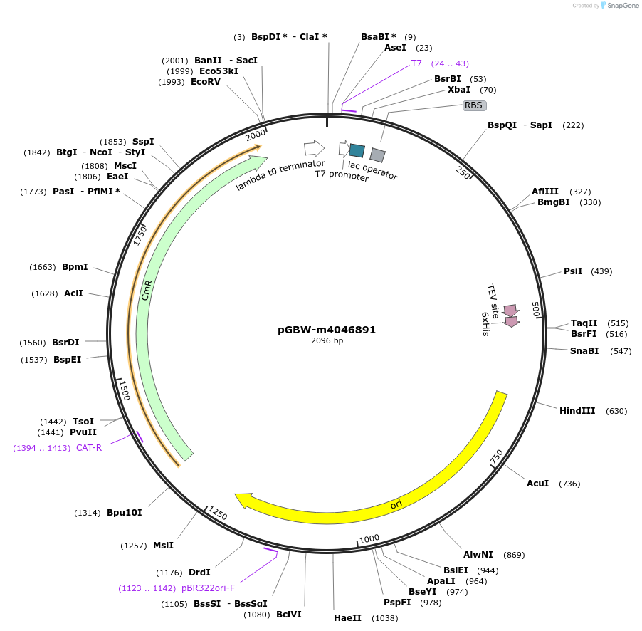145749-plasmid-map-sequence-id-292516