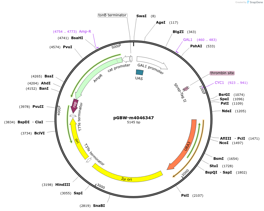 145546-plasmid-map-sequence-id-292521
