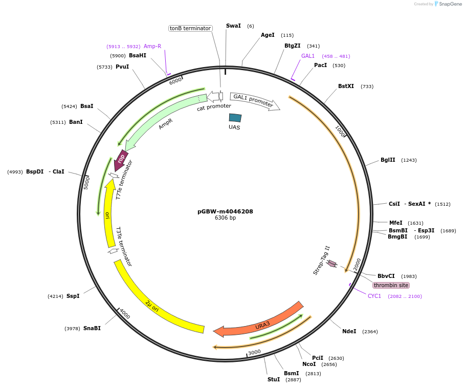 145557-plasmid-map-sequence-id-292524