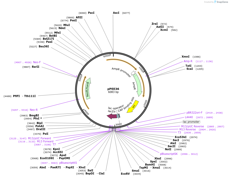 128376-plasmid-map-sequence-id-292552