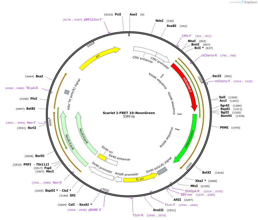 139364-plasmid-map-sequence-id-292554