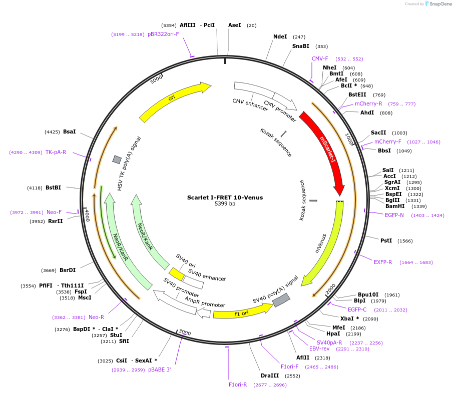 139366-plasmid-map-sequence-id-292559