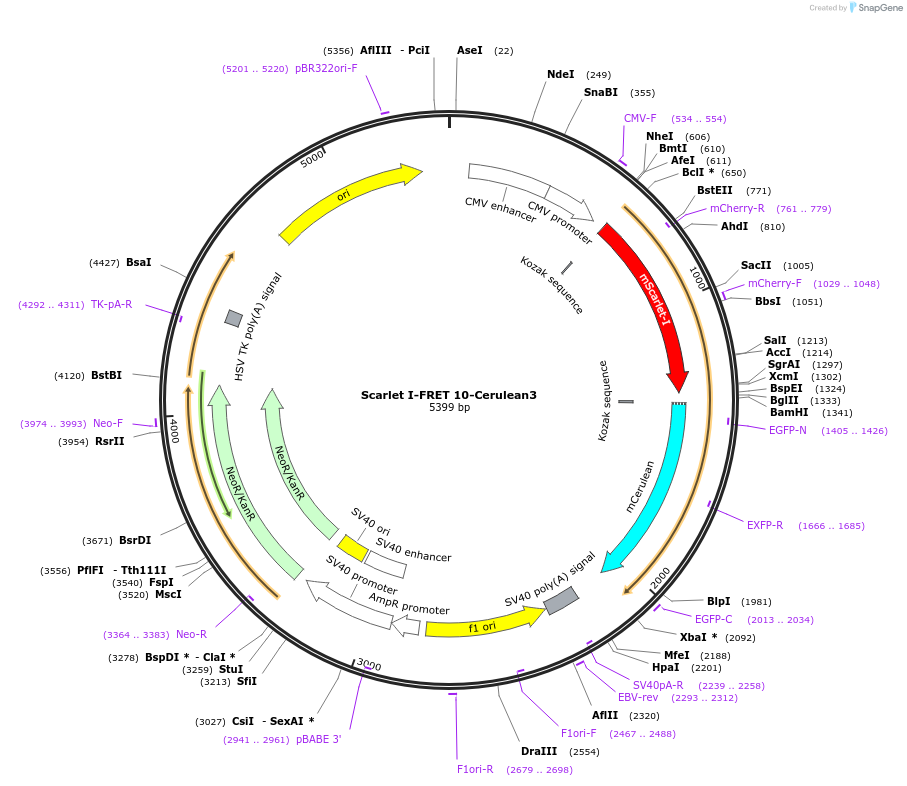 139374-plasmid-map-sequence-id-292560