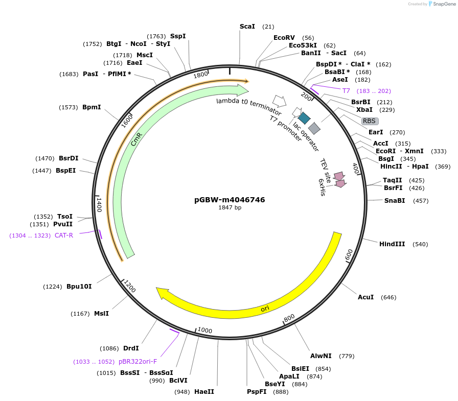 145641-plasmid-map-sequence-id-292574