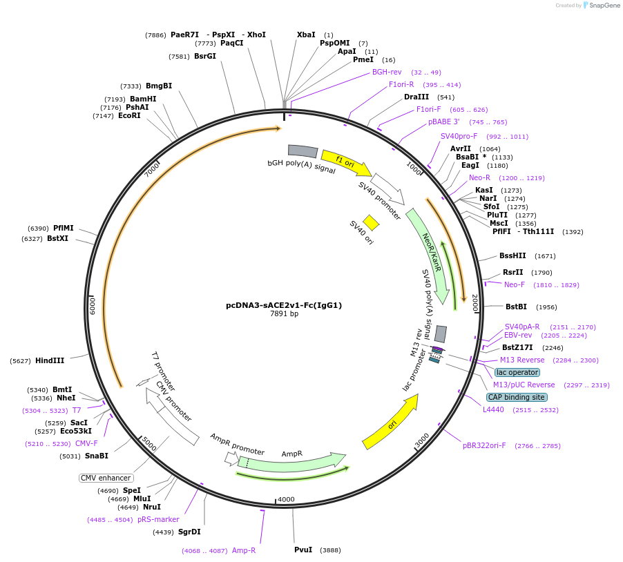 145164-plasmid-map-sequence-id-292577
